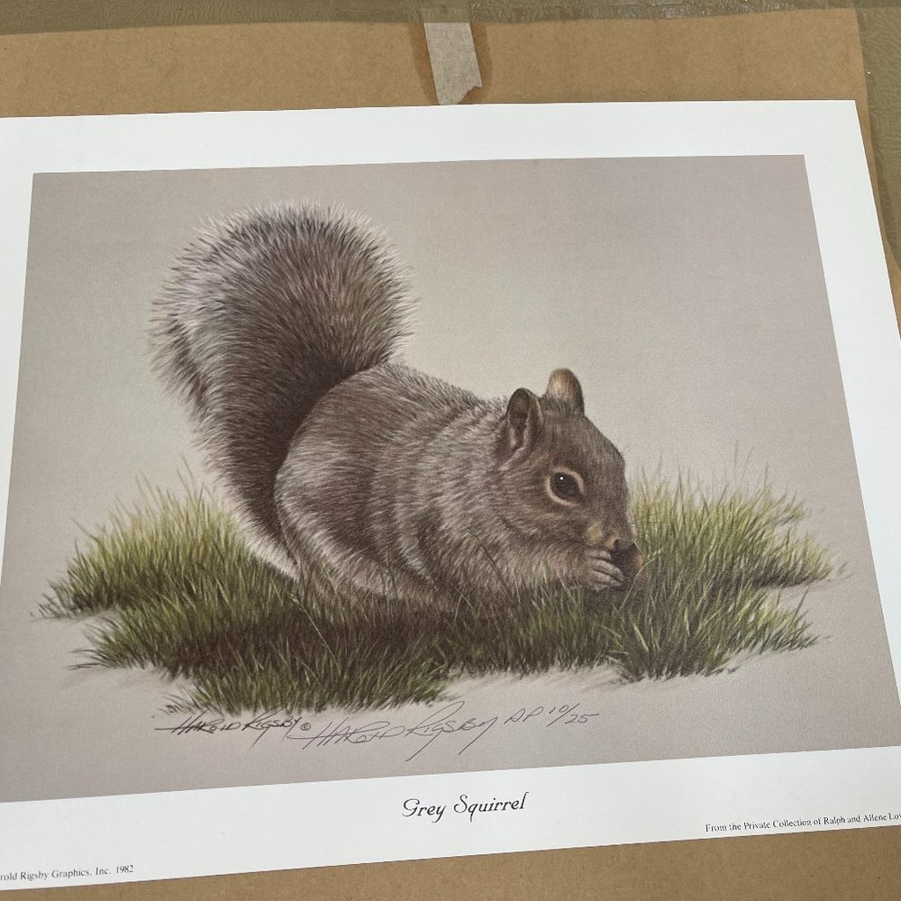 Grey Squirrel by Harold Rigsby Artist Proof 10/25